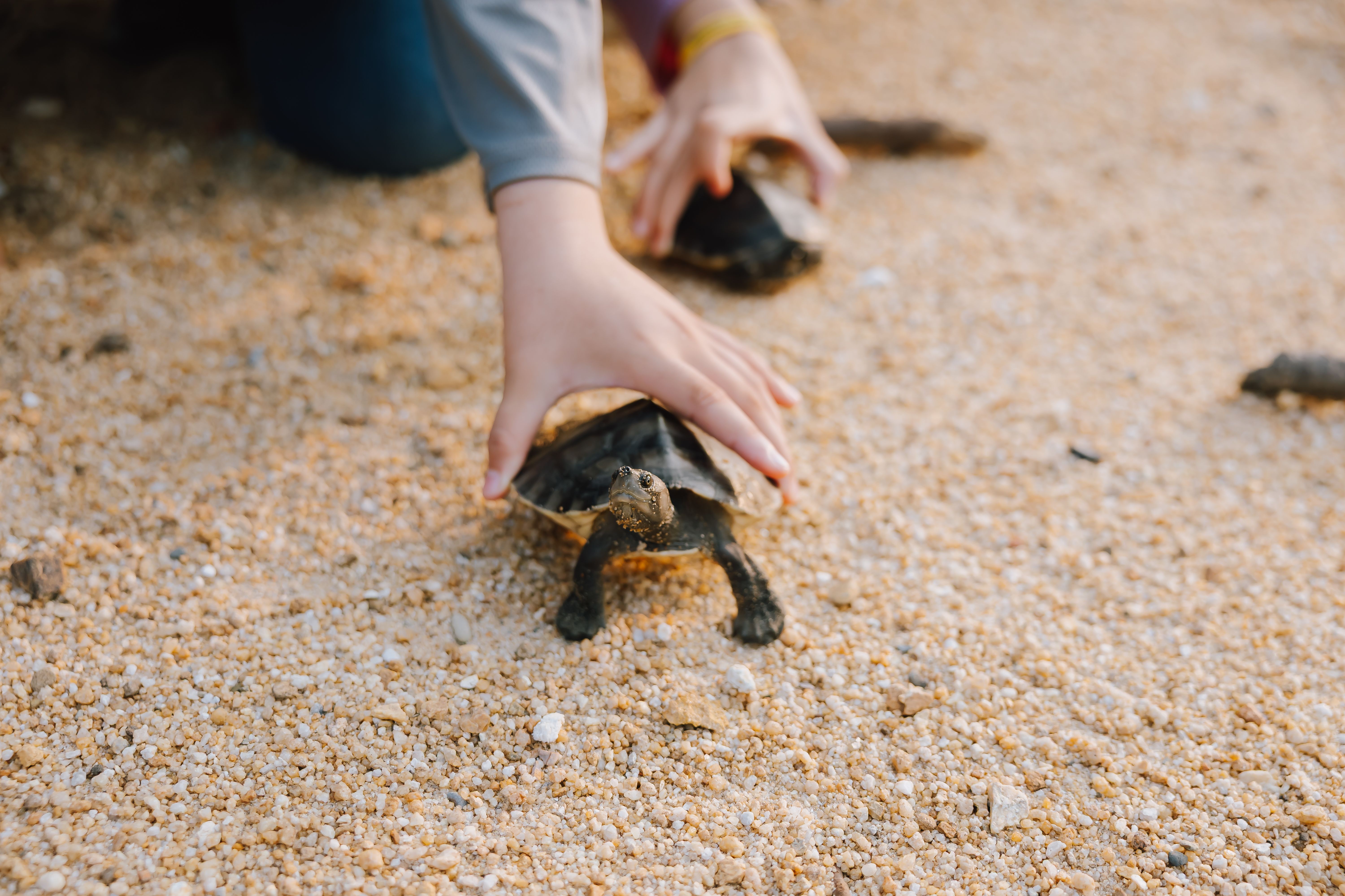 The Penyu Shell-Ter Project Continues to Support Conservation Efforts Through Annual Terrapin Release